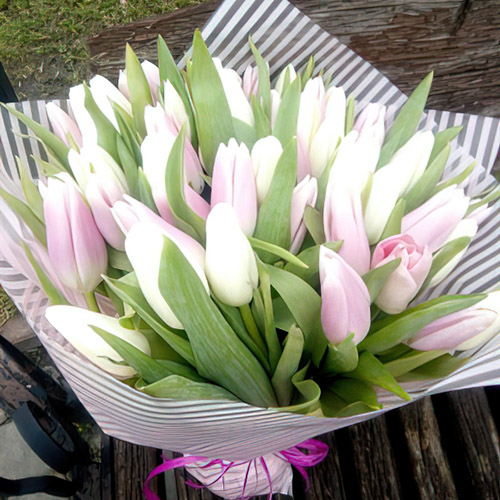 біло-рожеві тюльпани фото