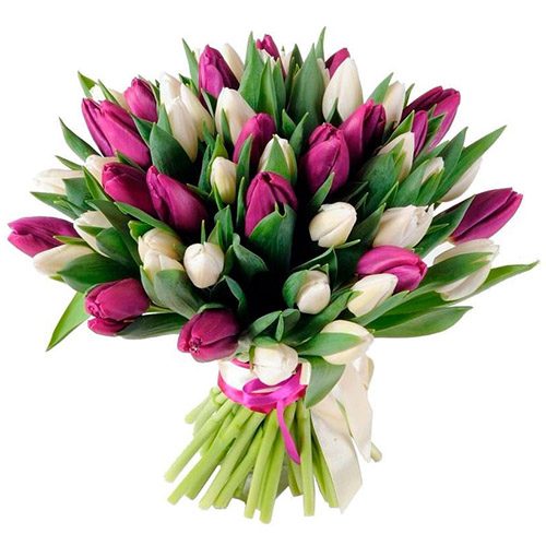 Фото товара 51 біло-пурпурний тюльпан (зі стрічкою) у Львові