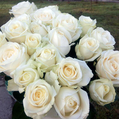 білі троянди для дівчини у Львові фото