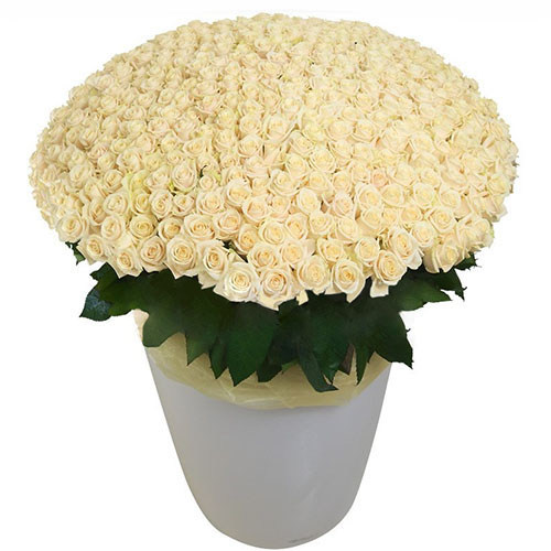Фото товара 301 белая роза в большом вазоне у Львові